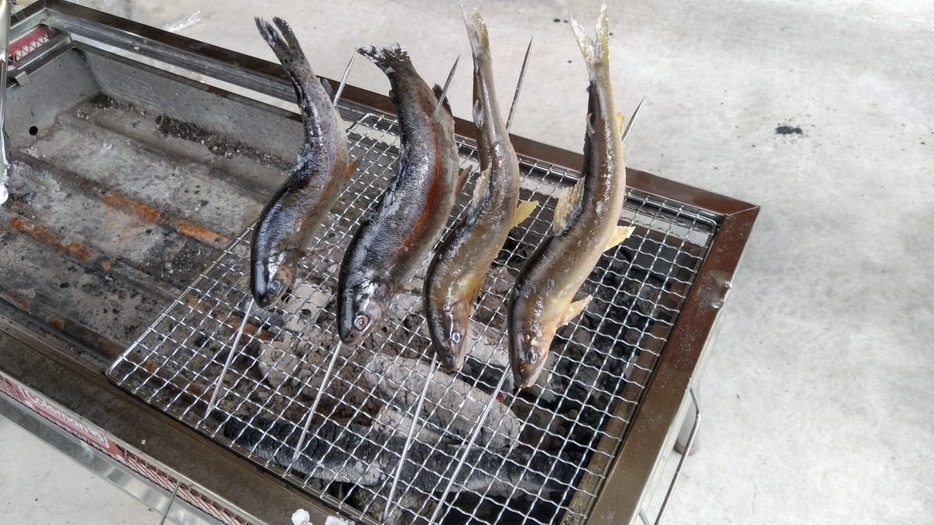 一般的なバーベキューコンロを使用し、炉端で焼いたかのように川魚を美味しく炭火焼きにするコツを紹介します。