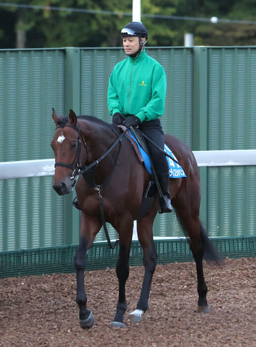 角馬場で運動するサンライズジパング（撮影・白石智彦）