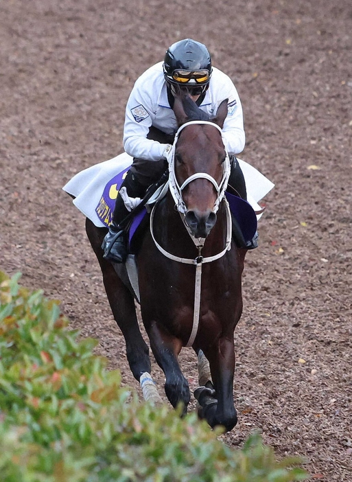 坂路を単走で追い切るグロリアムンディ