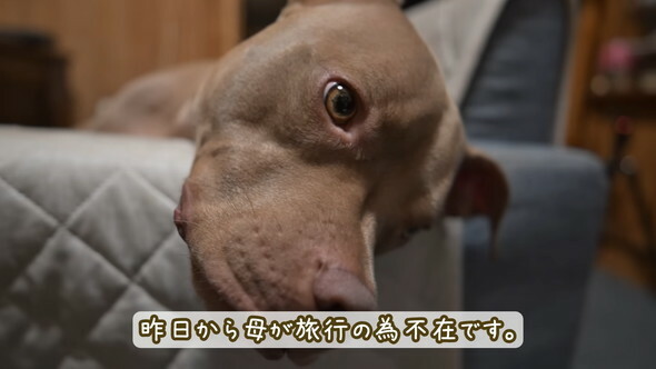 飼い主さんとお留守番中のデイジーちゃん