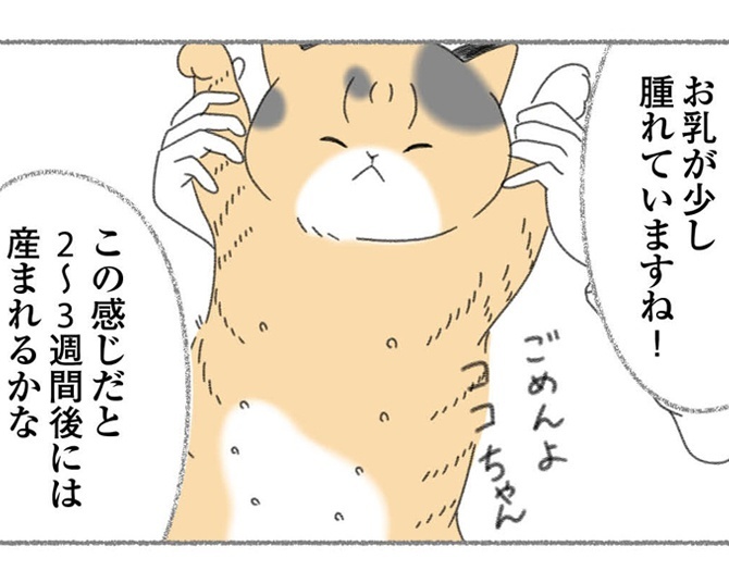 漫画「にゃんかつ」より