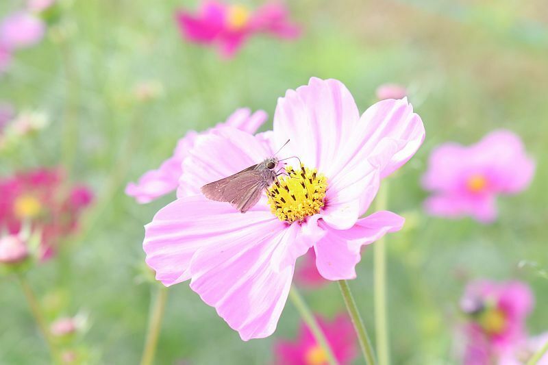 ［写真］見晴らし花段のコスモスに蝶がとまっていた＝6日、大阪府枚方市の山田池公園で（撮影：具志堅浩二）