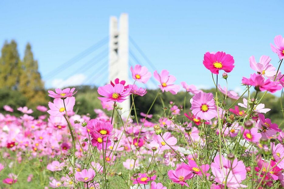 ［写真］見晴らし花段のコスモス＝6日、大阪府枚方市の山田池公園で（撮影：具志堅浩二）