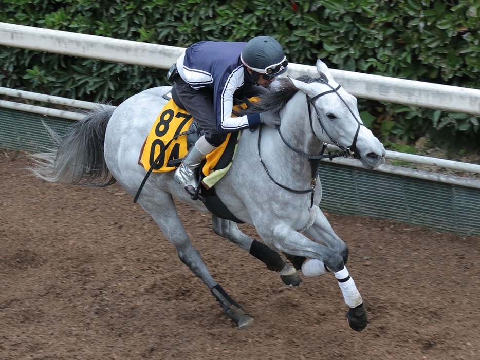 馬場を考えれば好枠も引けたグランテストが買いと言える