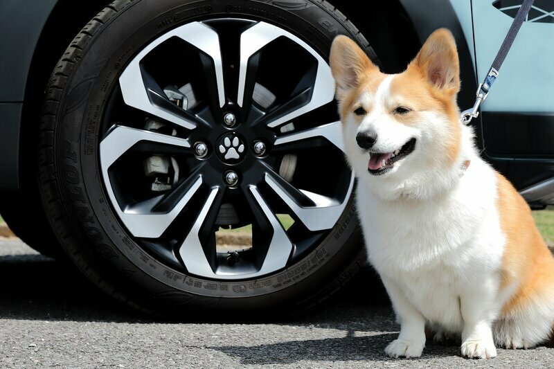 愛犬を連れてレジャーに