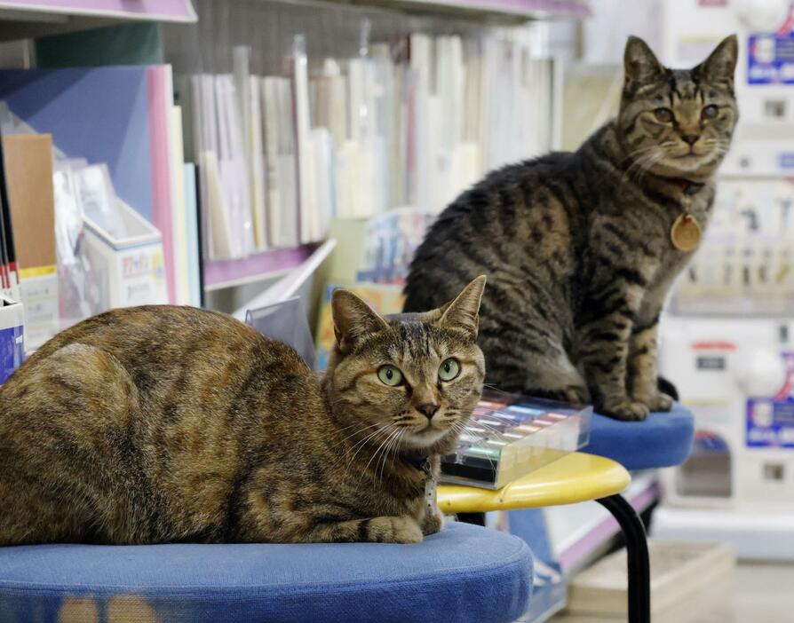 文房具店「万年堂」で店番をする看板猫のシポ子（左）とシマ子＝長野県小諸市