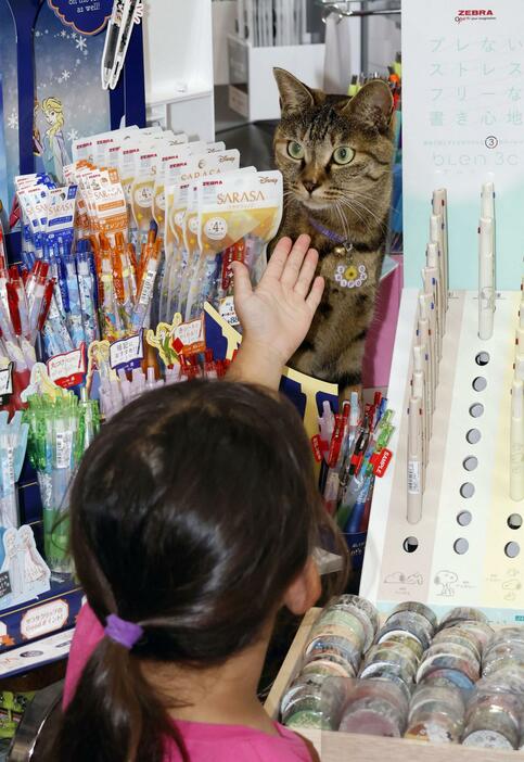 文房具店「万年堂」で店番をする看板猫のシポ子＝長野県小諸市