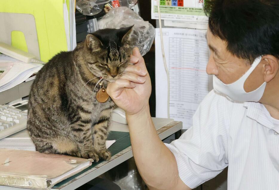 文房具店「万年堂」で、関係者に顔をなでられる看板猫のシマ子＝長野県小諸市