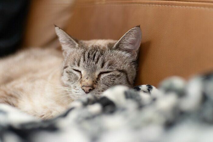 気持ちよさそうに眠る猫