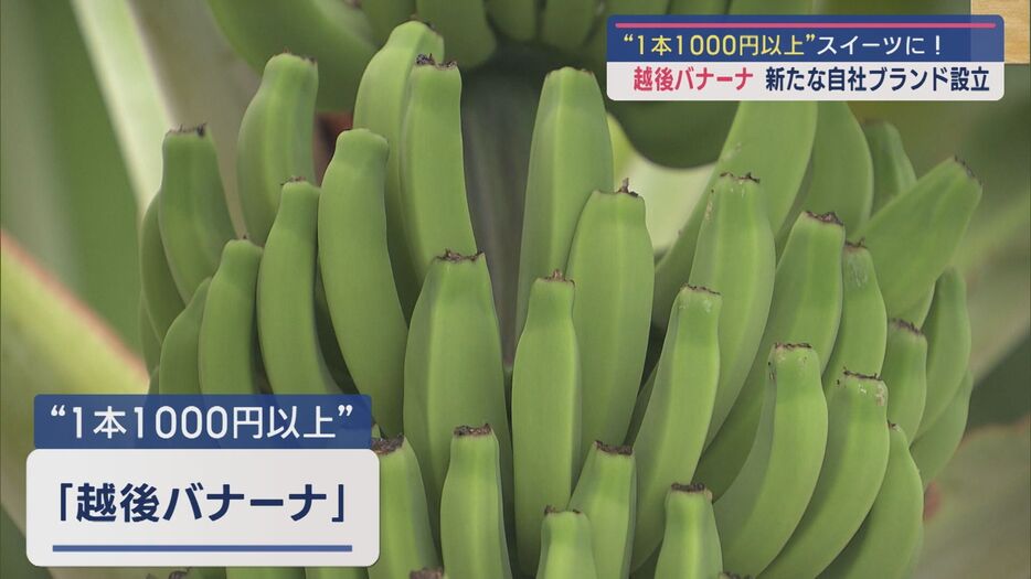 〝1本1000円以上〟皮ごと食べられる高級バナナ『越後バナーナ』