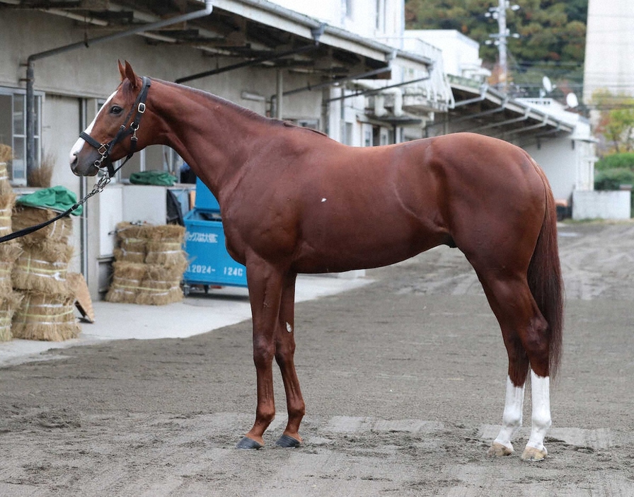 ＜チャンピオンズカップ馬体診断＞ペイシャエス