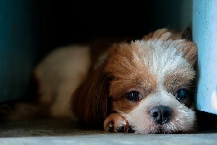 暗いところで元気をなくす犬