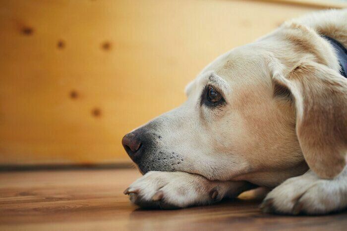 元気のない様子の犬