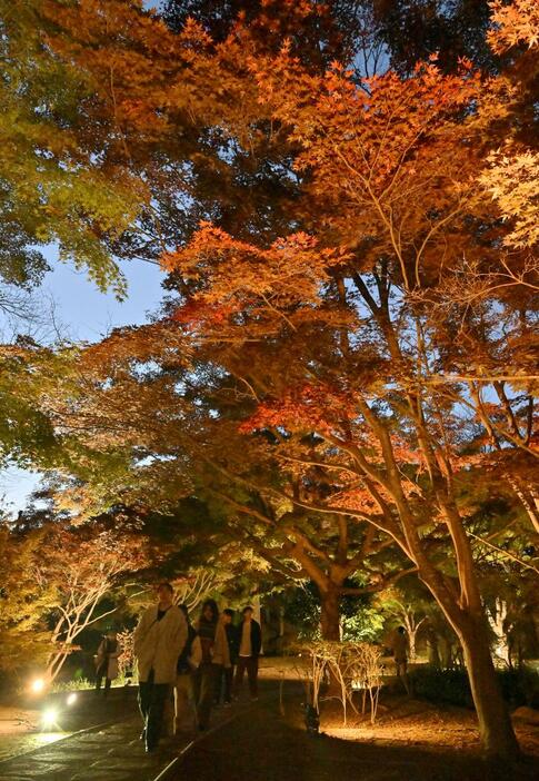 光に照らされ美しいグラデーションを見せる偕楽園公園のもみじ谷=25日夕、水戸市見川