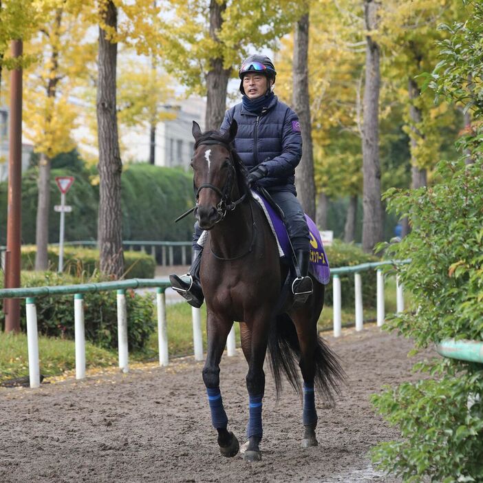 馬トク激走馬に算出されたスターズオンアース（カメラ・荒牧　徹）