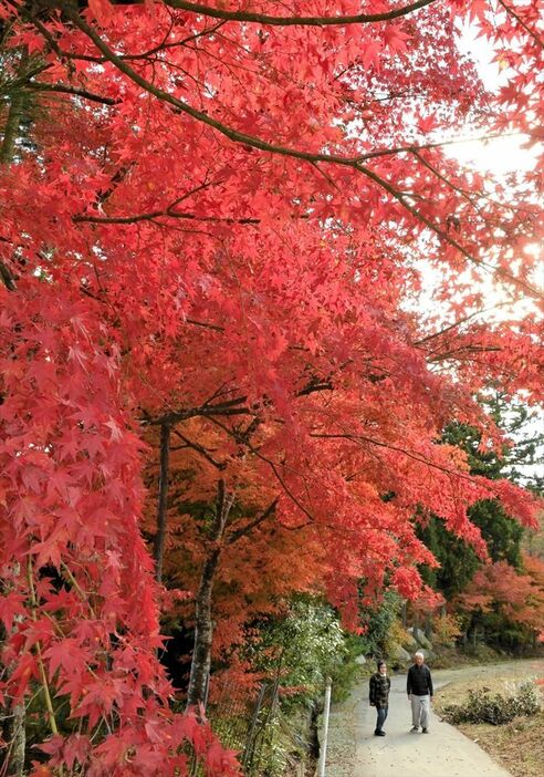 古峯神社周辺を赤く染めるモミジ＝１５日午後