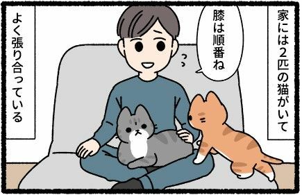 飼い主の膝を奪い合う猫たち！（pandaniaさん提供）