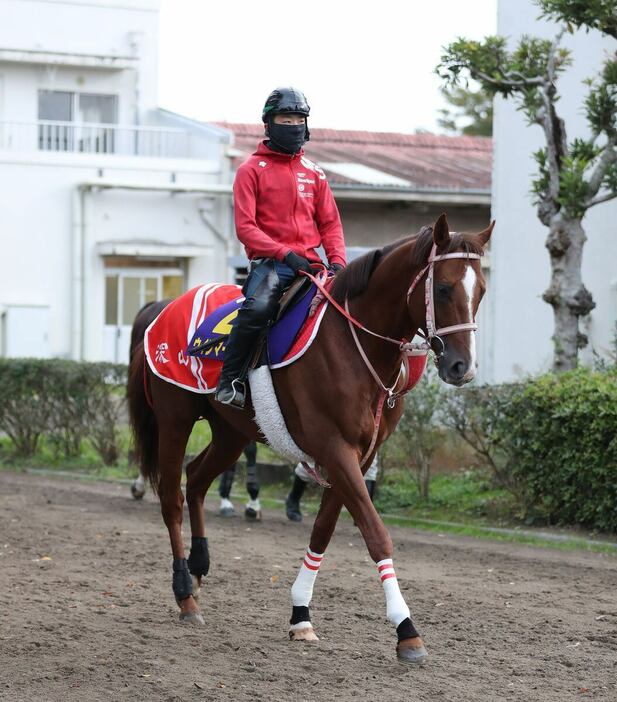 初のマイル参戦に向けウインマーベルは順調に調整。リラックスした姿が印象的だ