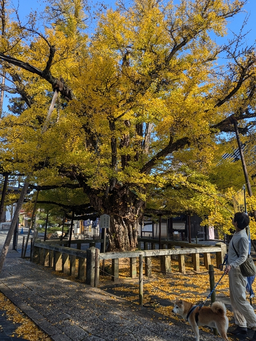 見頃を迎えた誕生寺のイチョウ=岡山県久米南町で