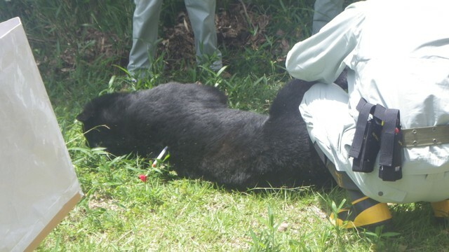 捕獲されたツキノワグマ（提供　津山市）