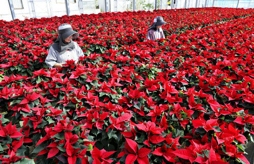 クリスマスに向けて出荷の準備が進むポインセチア（１７日、東京都国分寺市で）＝早坂洋祐撮影