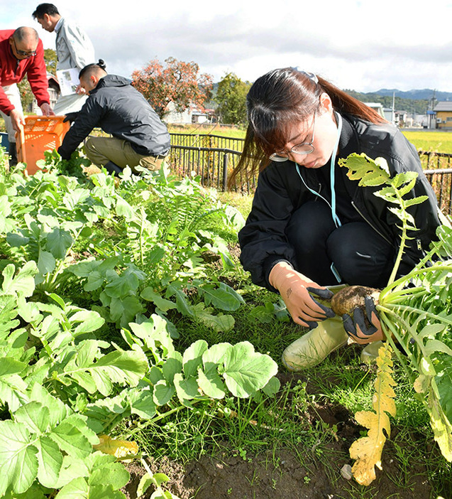 「花作大根」の収穫を体験する参加者＝長井市花作町