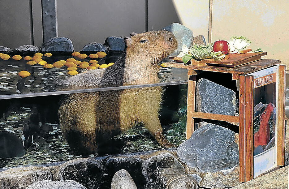 ゆず湯に漬かるカピバラ＝能美市のいしかわ動物園