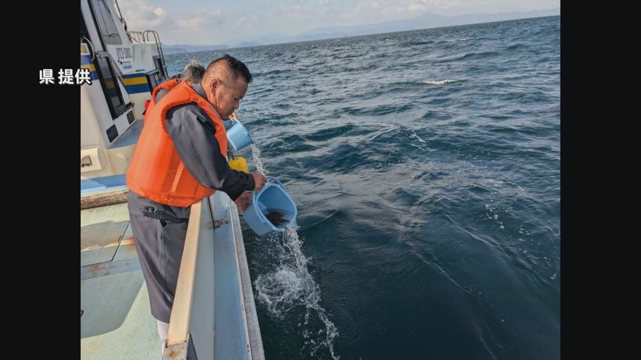 稚魚の放流の様子