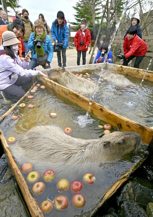 来園者の前でリンゴ湯に漬かるカピバラ＝26日午後１時10分、那須町大島