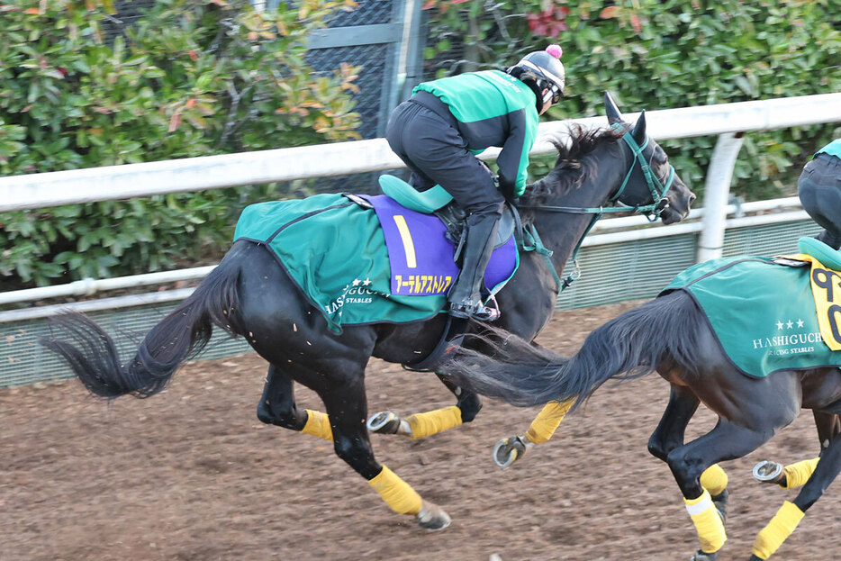 昨年とは臨戦過程が違うアーテルアストレアが不気味