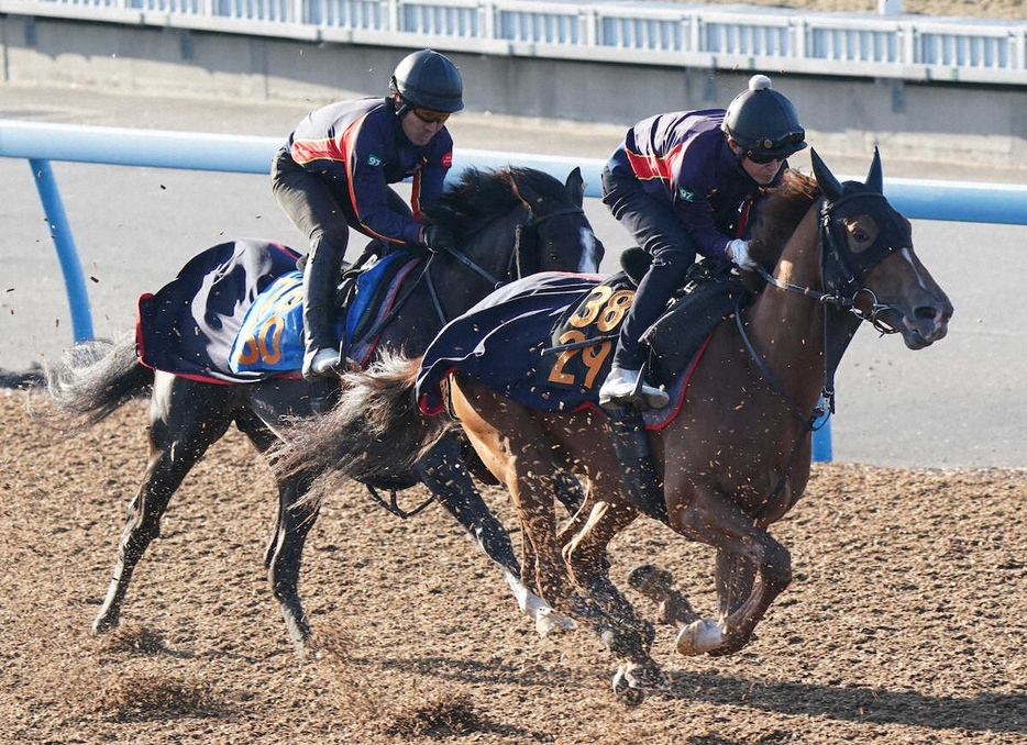 ＜東スポ杯2歳S＞併せで追い切るレッドキングリー（右）（撮影・村上　大輔）