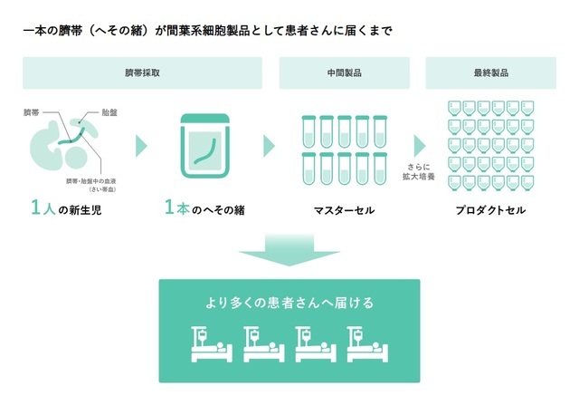 へその緒から細胞を増やし、製品として医療機関に販売、治療に役立てる