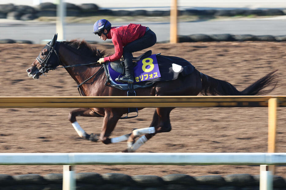 川田騎手が騎乗し、CWコースで速い時計を出したセリフォス