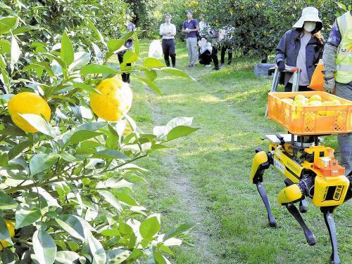 ユズを積んで自律的に走行する四足歩行ロボット（高知県北川村で）