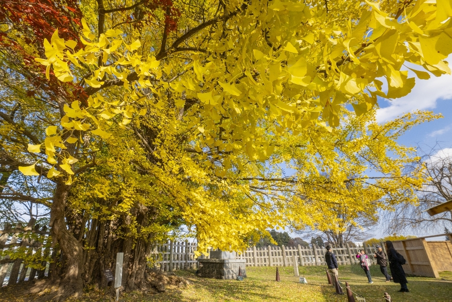 紅葉の見頃を迎えている、史跡根城の広場の本丸にある大イチョウ＝13日、八戸市