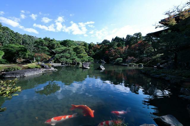 一般公開が始まった對龍山荘庭園=2024年11月13日午前11時21分、京都市左京区、有元愛美子撮影