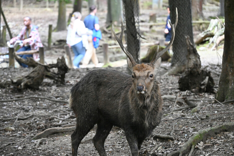 奈良公園で観光客が雄ジカの角に刺され、けがをする事故が急増している。９月の被害者数は３５人。雄は発情期の秋に特に攻撃的になることが多く、県などは警戒と啓発を強化している＝５日撮影、奈良市