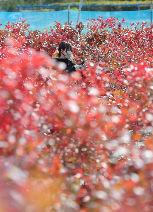 紅葉が進むブルーベリー畑