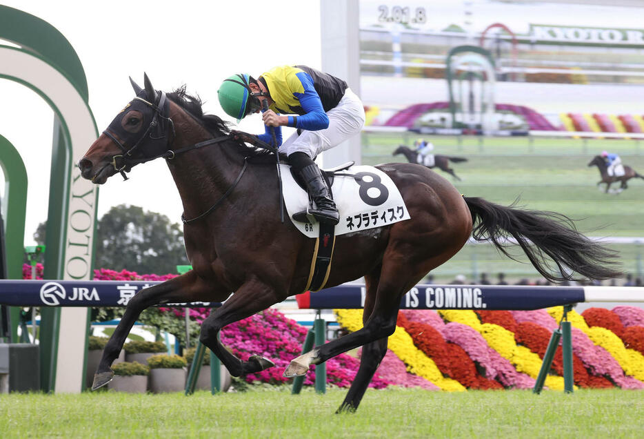 京都6R新馬戦を快勝したネブラディスクとJRA通算500勝を達成した岩田望騎手（撮影・白石智彦）