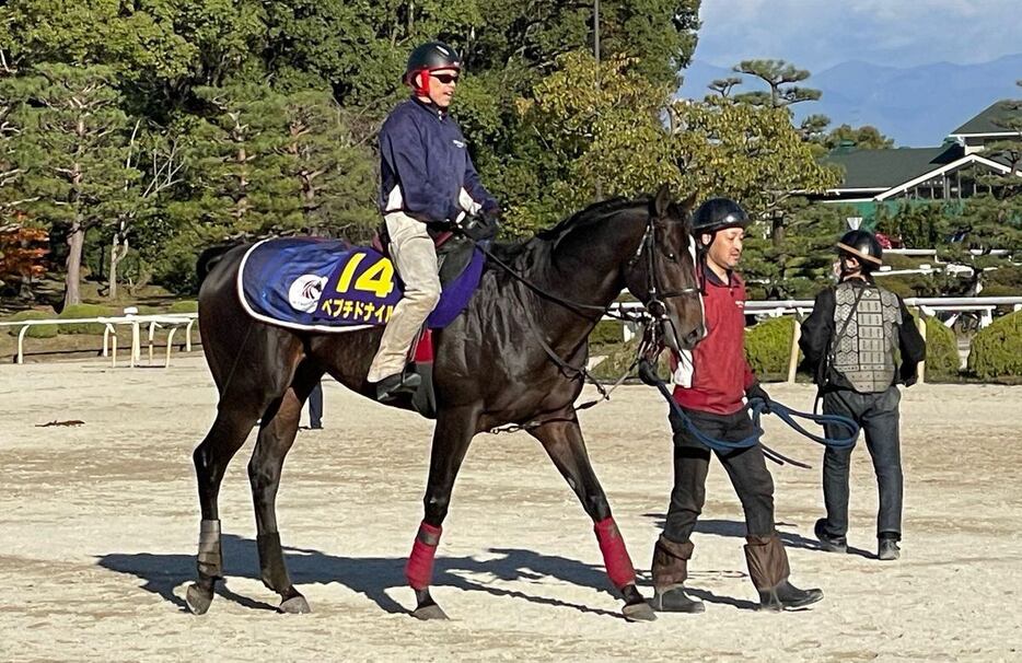 リラックスして好ムードを漂わせるペプチドナイル＝栗東トレセン（撮影・斉藤弘樹）