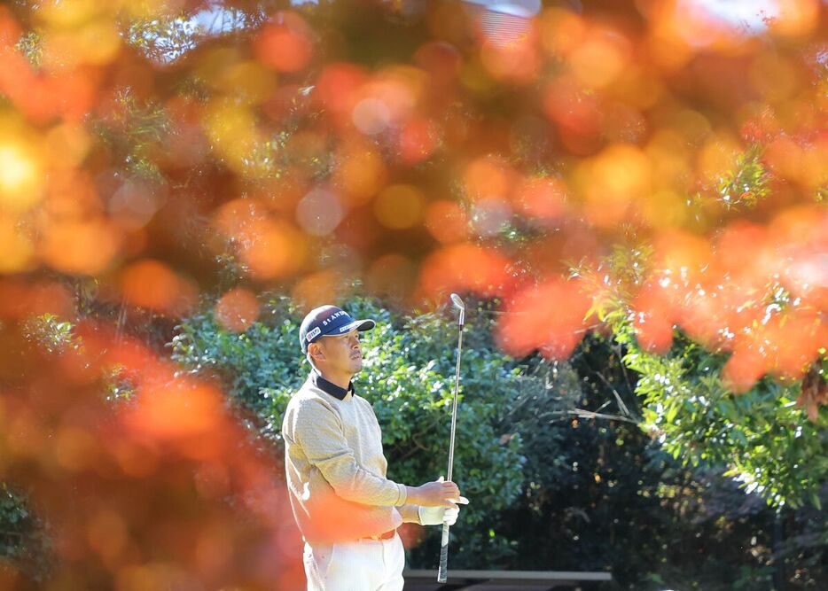 ８番、紅葉の下、ティーショットの行方を見る岩田（カメラ・中島　傑）