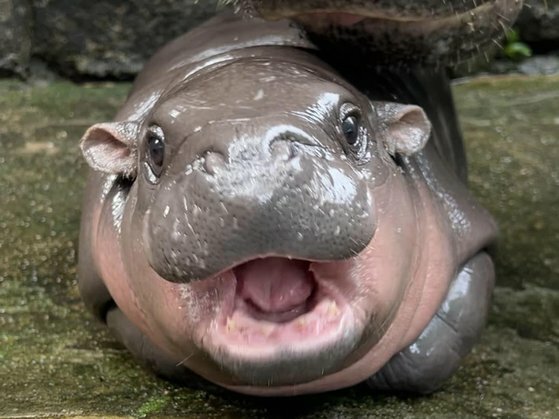 タイのスターカバの「ムーデン」［写真　カオキアオ動物園のフェイスブック］