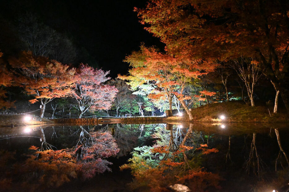 ライトに照らされる公園内のモミジ＝川根本町の草履石公園