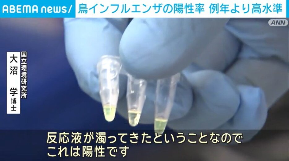 鳥インフルエンザの陽性率 例年より高水準