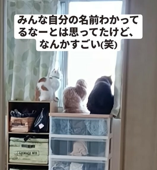 自分の名前を呼ばれて振り向く猫さんたちが話題に（ちぃさん提供、Instagramよりキャプチャ撮影）