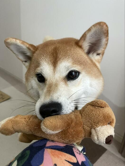 “遊んでアピール”中の唯ちゃん【写真提供：柴犬ユイ（@shibainu_yui）さん