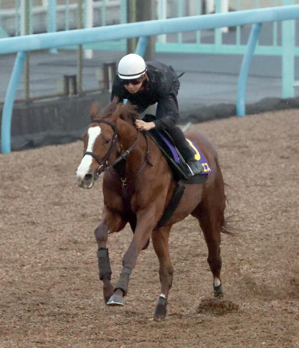 ペイシャエス＝美浦トレセン（撮影・塩浦孝明）