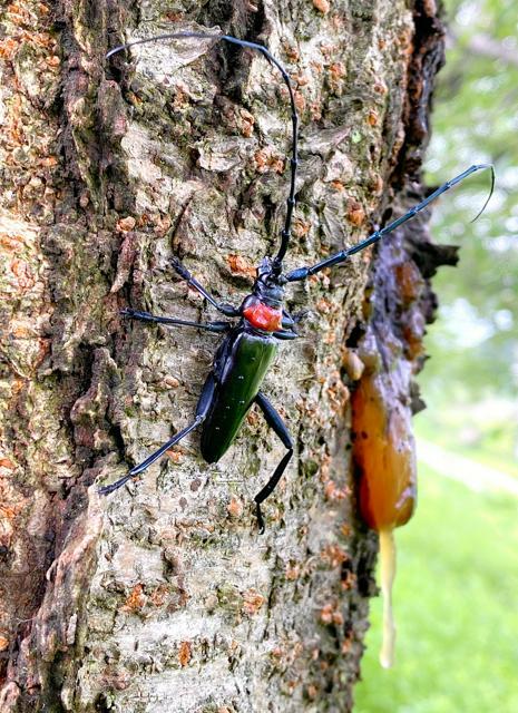 特定外来生物のクビアカツヤカミキリ=茨城県提供