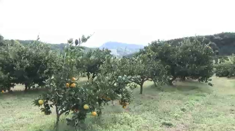 実がまばらなミカン園