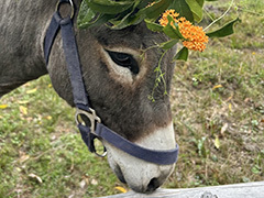 ロバのパリカールちゃんの頭の上に……